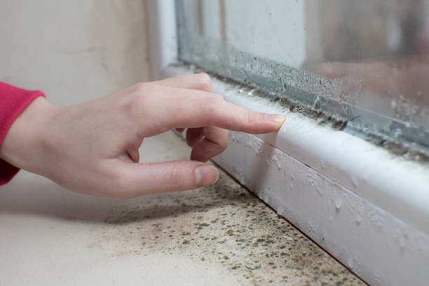 Best Post-Construction Mold Inspection  in Beavercreek, OR