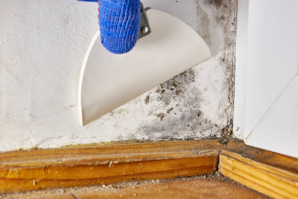 Best Asbestos and Lead Testing During Mold Inspection  in Beavercreek, OR
